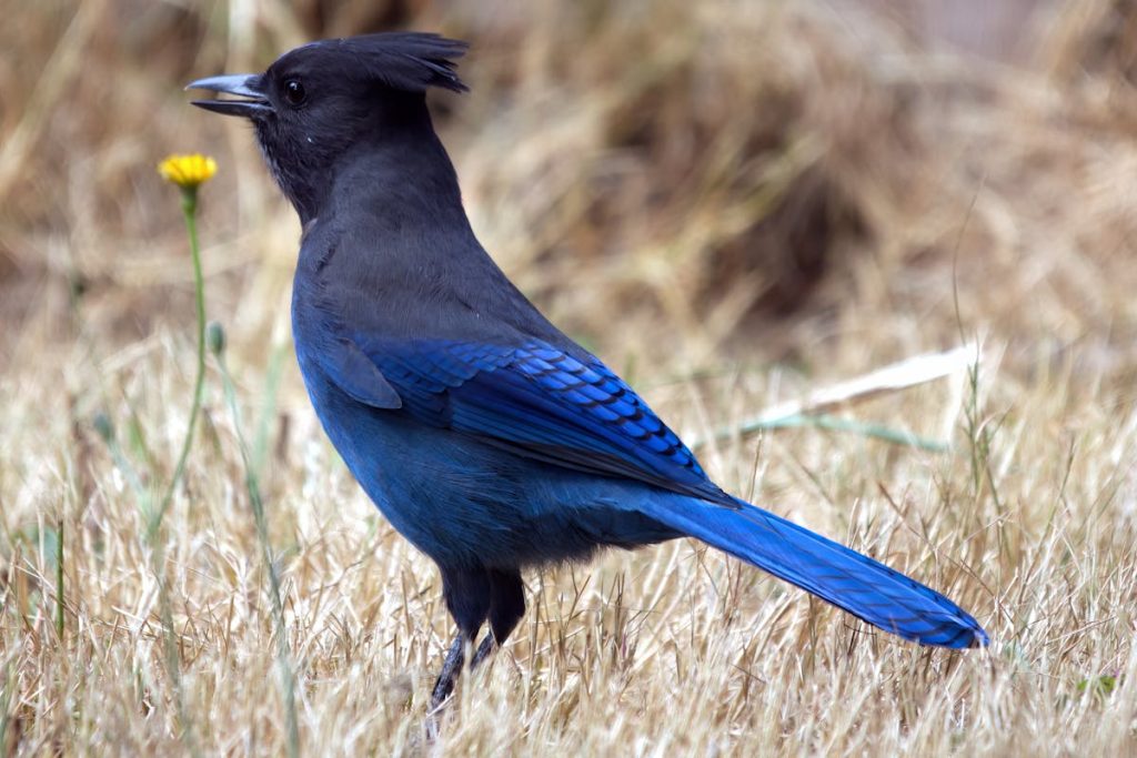 Bird Guide-Steller’s Jay